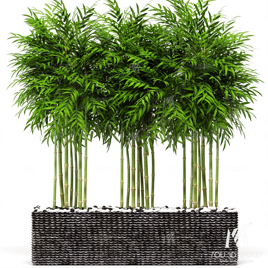 Bamboo